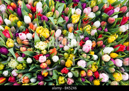 Tulipani presso il Mercato dei Fiori, Salisburgo, Austria Foto Stock