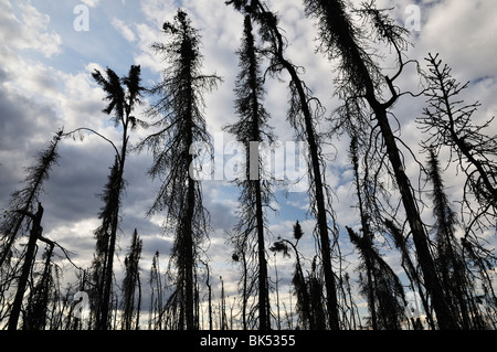 Alberi bruciati, Fortymile regione del fiume, Alaska, STATI UNITI D'AMERICA Foto Stock