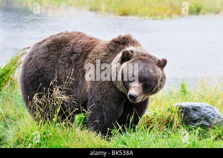 Orso grizzly, Kenai Wildlife preservare, Penisola di Kenai, Alaska, STATI UNITI D'AMERICA Foto Stock