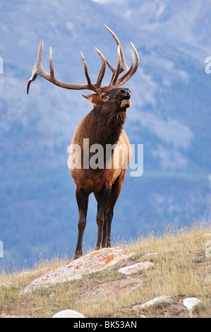 Elk, Jasper National Park, Alberta, Canada Foto Stock