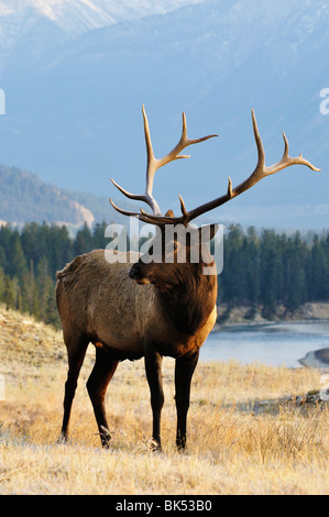 Elk, Jasper National Park, Alberta, Canada Foto Stock