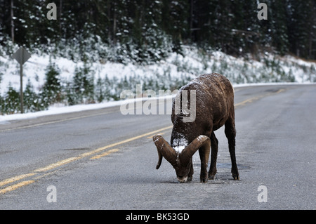 Pecore Bighhorn leccare il sale sulla strada, Kananaskis Country, Alberta, Canada Foto Stock