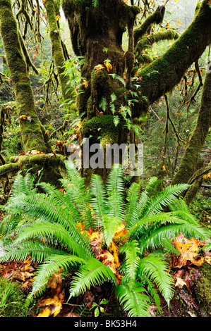 Albero di acero, vicino Lago Cowichan, Isola di Vancouver, British Columbia, Canada Foto Stock