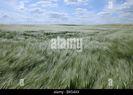 Campo di orzo, Alzey, Alzey-Worms, Renania-Palatinato, Germania Foto Stock