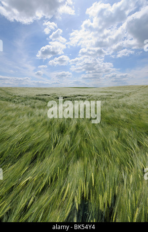 Campo di orzo, Alzey, Alzey-Worms, Renania-Palatinato, Germania Foto Stock