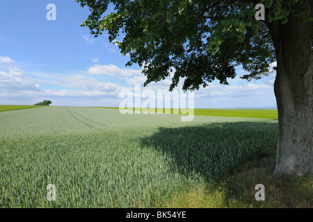 Lime Tree e campo di mais, Alzey, Alzey-Worms, Renania-Palatinato, Germania Foto Stock