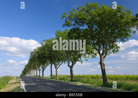 Strada di campagna, Ober-Florsheim, Alzey-Worms, Renania-Palatinato, Germania Foto Stock