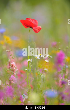 Il mais papavero, Franconia, Baviera, Germania Foto Stock