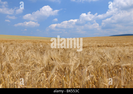 Campo di orzo, Franconia, Baviera, Germania Foto Stock