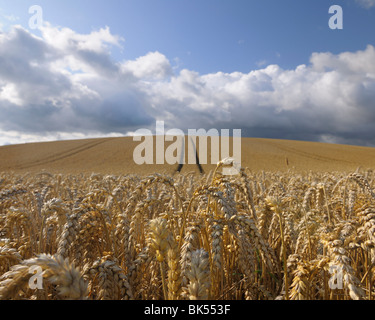 Campo di grano, Hesse, Germania Foto Stock