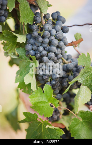 Close-up di uve da vino Foto Stock