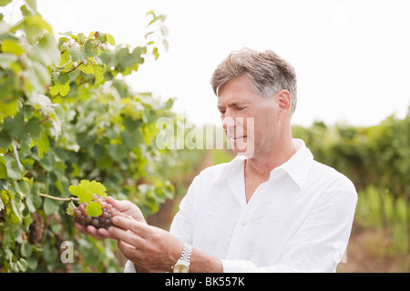 Enologo esaminando le uve Foto Stock