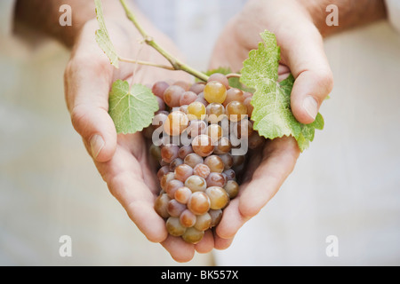 Close-up di uomo con uva Foto Stock