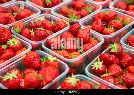 Fragole Foto Stock