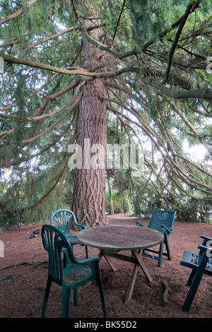 Tavolo e sedie sotto il grande abete, White Rock, British Columbia, Canada Foto Stock