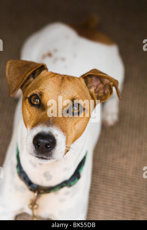 Rivestimento liscio Jack Russell Terrier Foto Stock