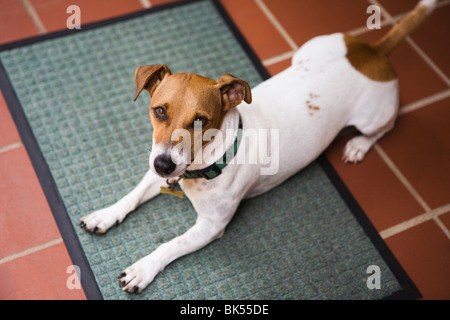 Rivestimento liscio Jack Russell Terrier Foto Stock