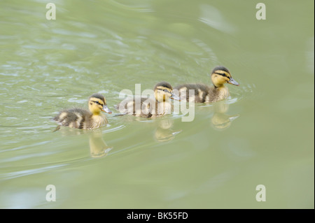 Mallard anatroccoli, Franconia, Baviera, Germania Foto Stock