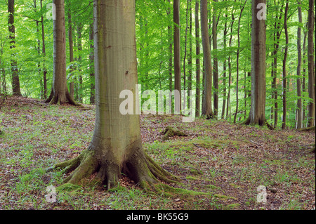 Foresta di faggi, Jasmund National Park, Ruegen Isola, Meclenburgo-Pomerania Occidentale, Germania Foto Stock