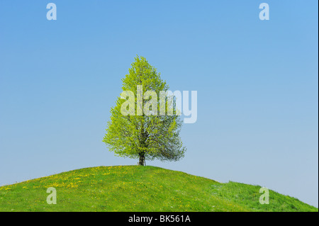 Lime Tree in primavera, Canton Zug, Svizzera, Europa. Foto Stock