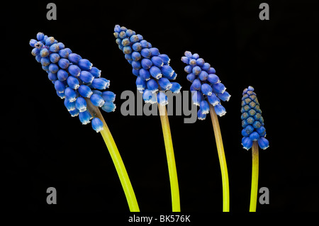 Uva giacinti contro uno sfondo nero Foto Stock