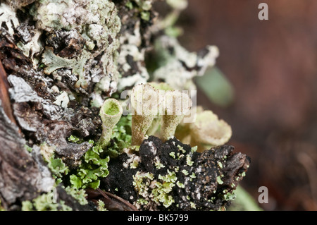 Cladonia chlorophaea, lichen, Chester Lago Trail, Peter Lougheed Parco Provinciale, Kananaskis, Alberta, Canada Foto Stock