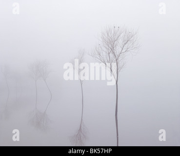 Alberi attraverso la nebbia di mattina in un invaso la massa di ricreazione, Tonbridge. Kent, Inghilterra. Foto Stock