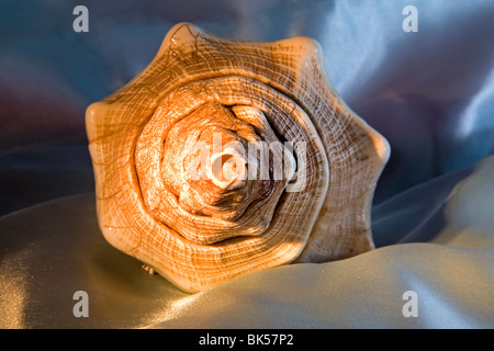 Un centinaio di anni pietrificato di antichi conchiglia Foto Stock