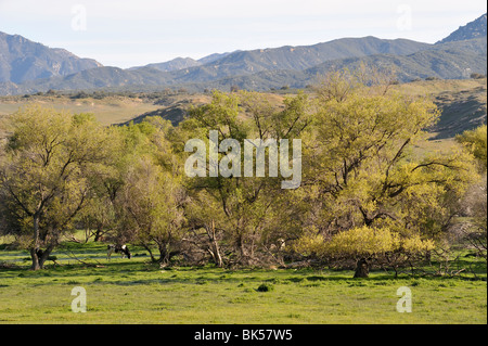 Warner nel suo ranch lungo S2, CA 100402 35254 Foto Stock