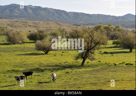 Warner nel suo ranch lungo S2, CA 100402 35264 Foto Stock