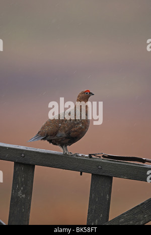 Red Grouse, Lagopus lagopus scoticus sat su porta Yorkshire Dales, REGNO UNITO Foto Stock