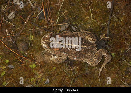 Natterjack toad, Bufo calamita Ainsdale dune di sabbia riserva naturale, Merreyside, UK. Foto Stock