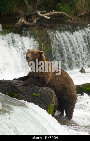 Orso bruno, Brooks Camp, Katmai National Park, Alaska, Stati Uniti d'America, America del Nord Foto Stock