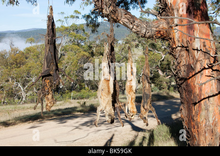 Cani selvatici shot e appeso su un lato strada albero vicino Lago Eucumbene, Australia, da parte di un agricoltore la cui pecore erano attaccati Foto Stock