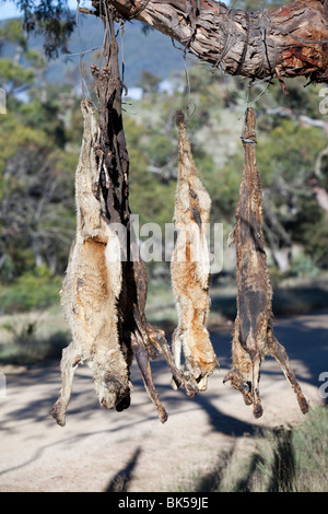 Cani selvatici shot e appeso su un lato strada albero vicino Lago Eucumbene, Australia, da parte di un agricoltore la cui pecore erano attaccati Foto Stock