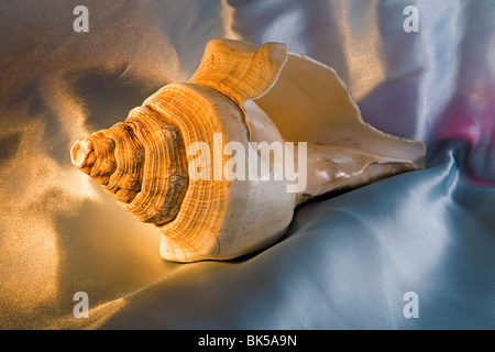 Un centinaio di anni pietrificato di antichi conchiglia Foto Stock