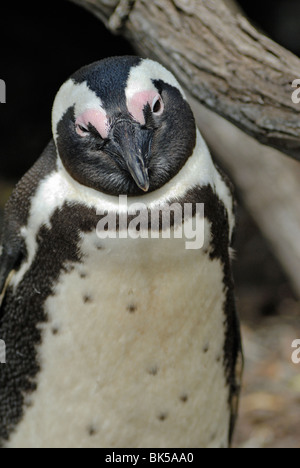 Ritratto di Nero Footed pinguini Jackass (Speniscus demersus), Betty's Bay, South Western Cape, Sud Africa Foto Stock