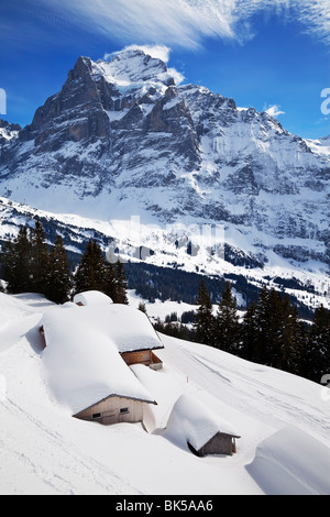 Wetterhorn montagna, 3692m, Grindelwald, regione di Jungfrau, Oberland bernese, alpi svizzere, Svizzera, Europa Foto Stock