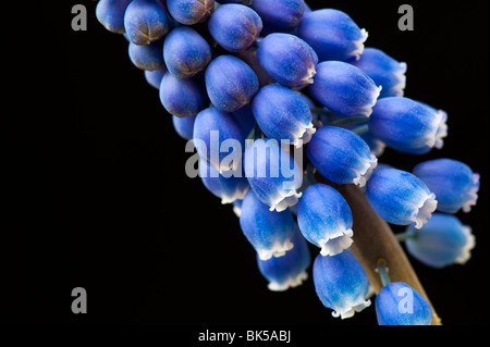 Uva giacinti contro uno sfondo nero Foto Stock