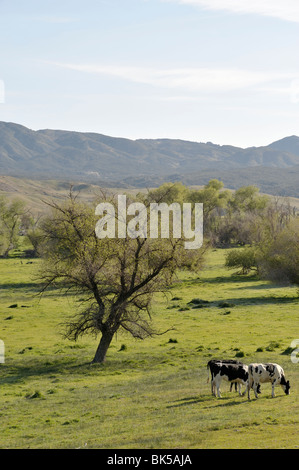 Warner nel suo ranch lungo S2, CA 100402 35269 Foto Stock