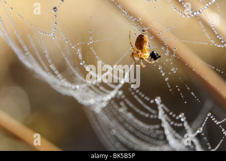 Araneus diadematus (Giardino comune Spider), in seduta è ricoperta dalla rugiada net, mangiare una mosca (Argyll, Scozia) Foto Stock