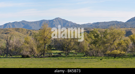 Warner nel suo ranch lungo S2, CA 100402 35253 Foto Stock