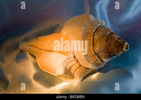 Un centinaio di anni pietrificato di antichi conchiglia Foto Stock