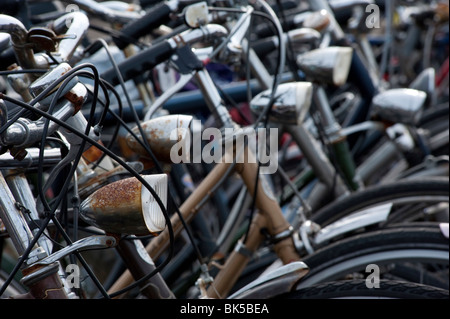 Molte biciclette parcheggiate nel parco pubblico nei Paesi Bassi Foto Stock