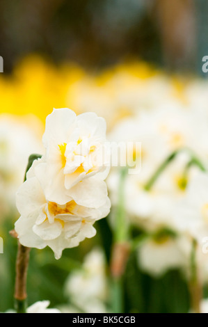 Daffodil " allegria' all'Eden Project in Cornovaglia Foto Stock