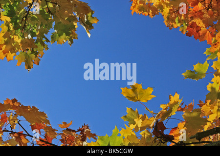 Guardando verso l'alto a vivacemente colorato Foglie di autunno contro un cielo blu. Foto Stock