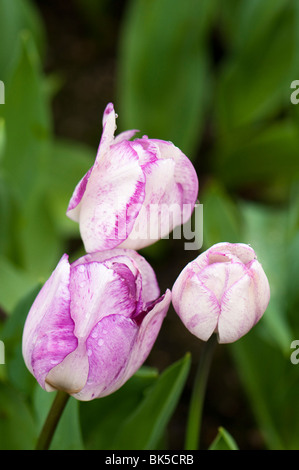 Tulip 'Shirley' all'Eden Project in Cornovaglia Foto Stock