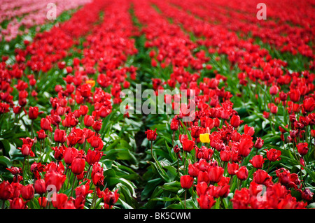 Campi di Tulipani che fiorisce in un mare di colore. Un tulipano giallo spicca in un campo di rosso. Foto Stock