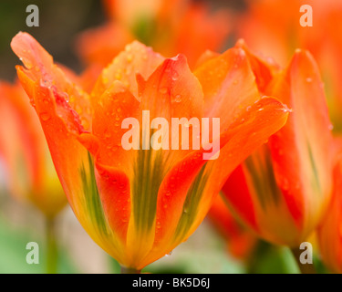 Tulip "Orange Imperatore' all'Eden Project in Cornovaglia Foto Stock