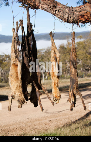 Cani selvatici shot e appeso su un lato strada albero vicino Lago Eucumbene, Australia, da parte di un agricoltore la cui pecore erano attaccati Foto Stock